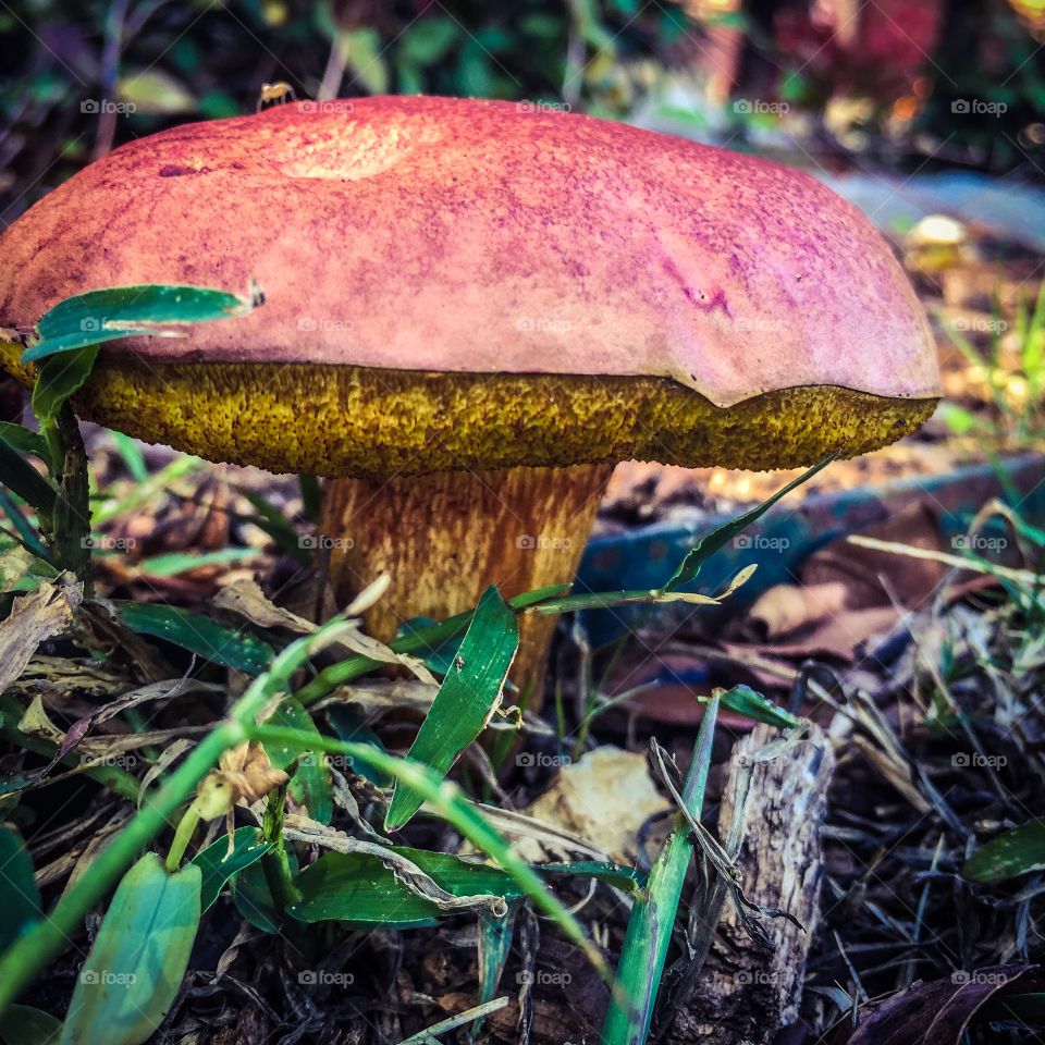 Mushroom