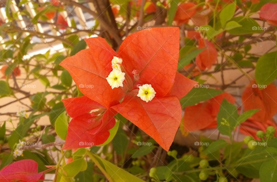 Red Flower