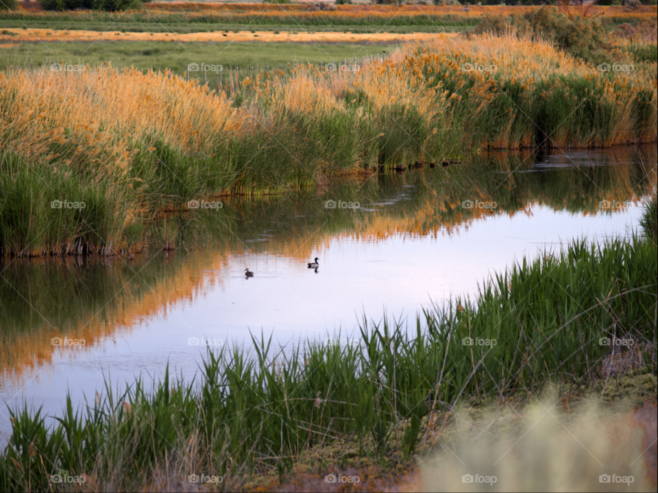 Wetland ducks