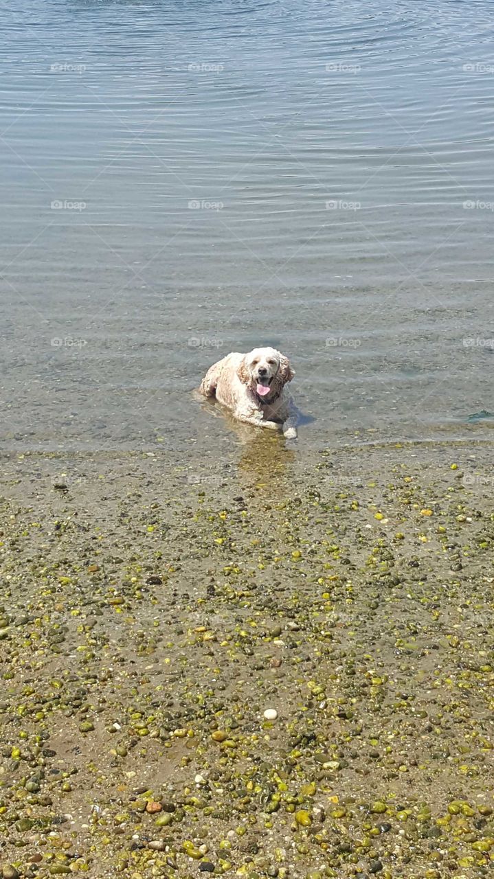 puppy loves the beach