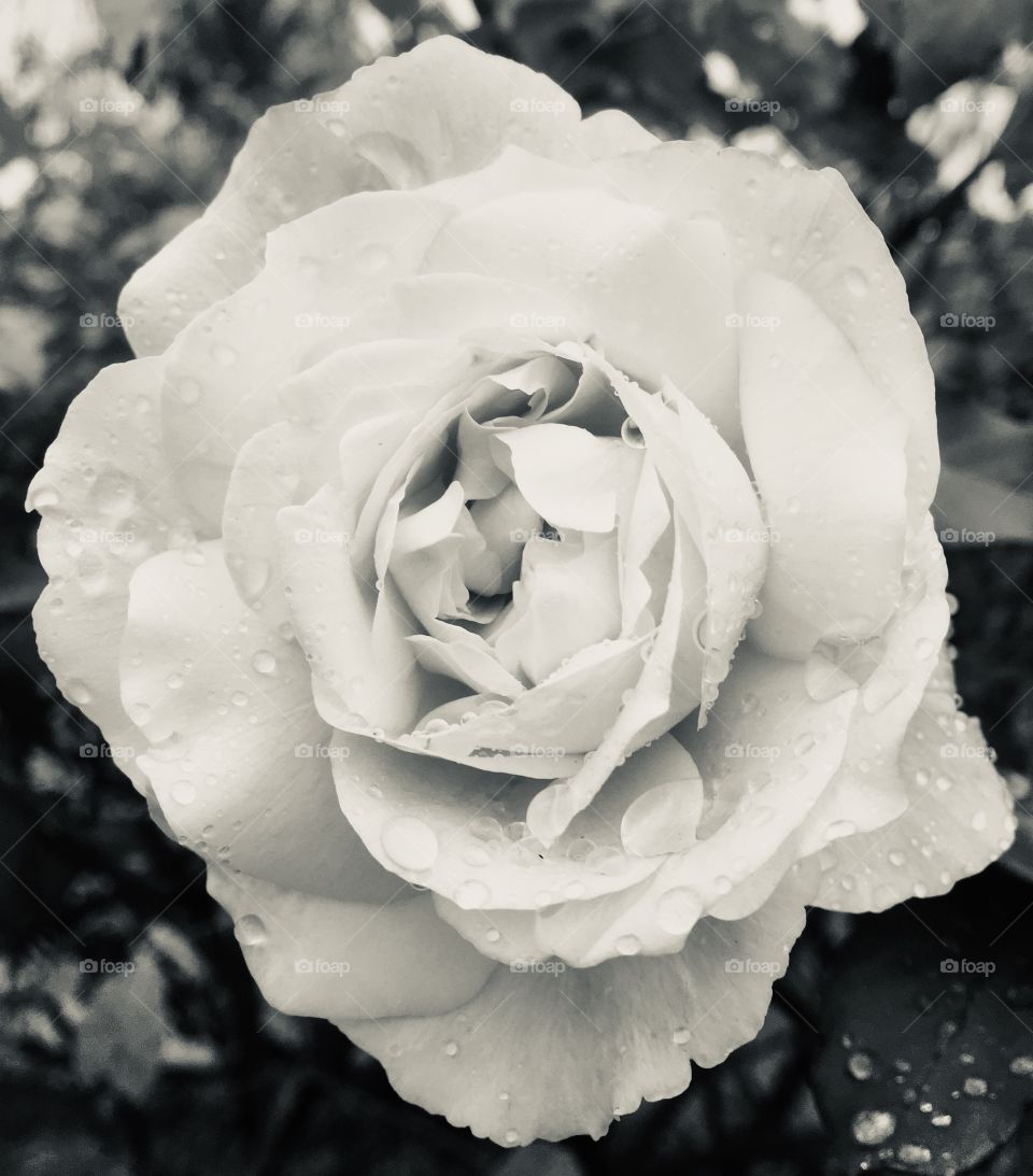 Our rose bush has beautiful flowers!  The one in the photo, for example, was clicked right after a light drizzle. Cheer the nature! / Nossa roseira tem lindas flores! Essa da foto, por exemplo, foi clicada logo após uma leva garoa. Viva a natureza!