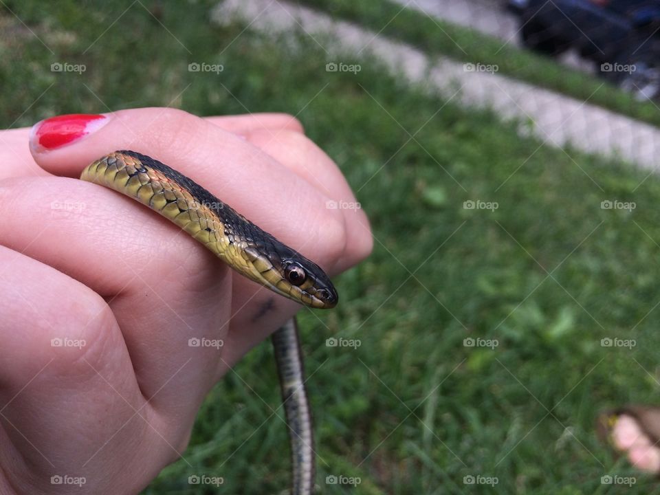Snickers is my garden snake 