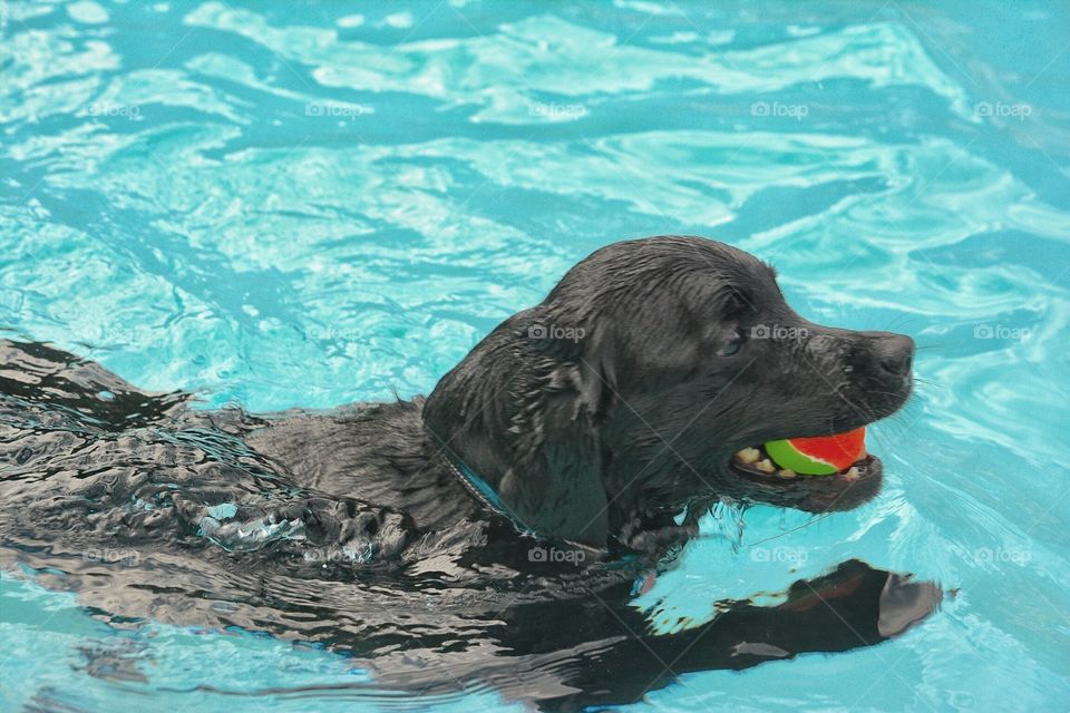 Dog swimming