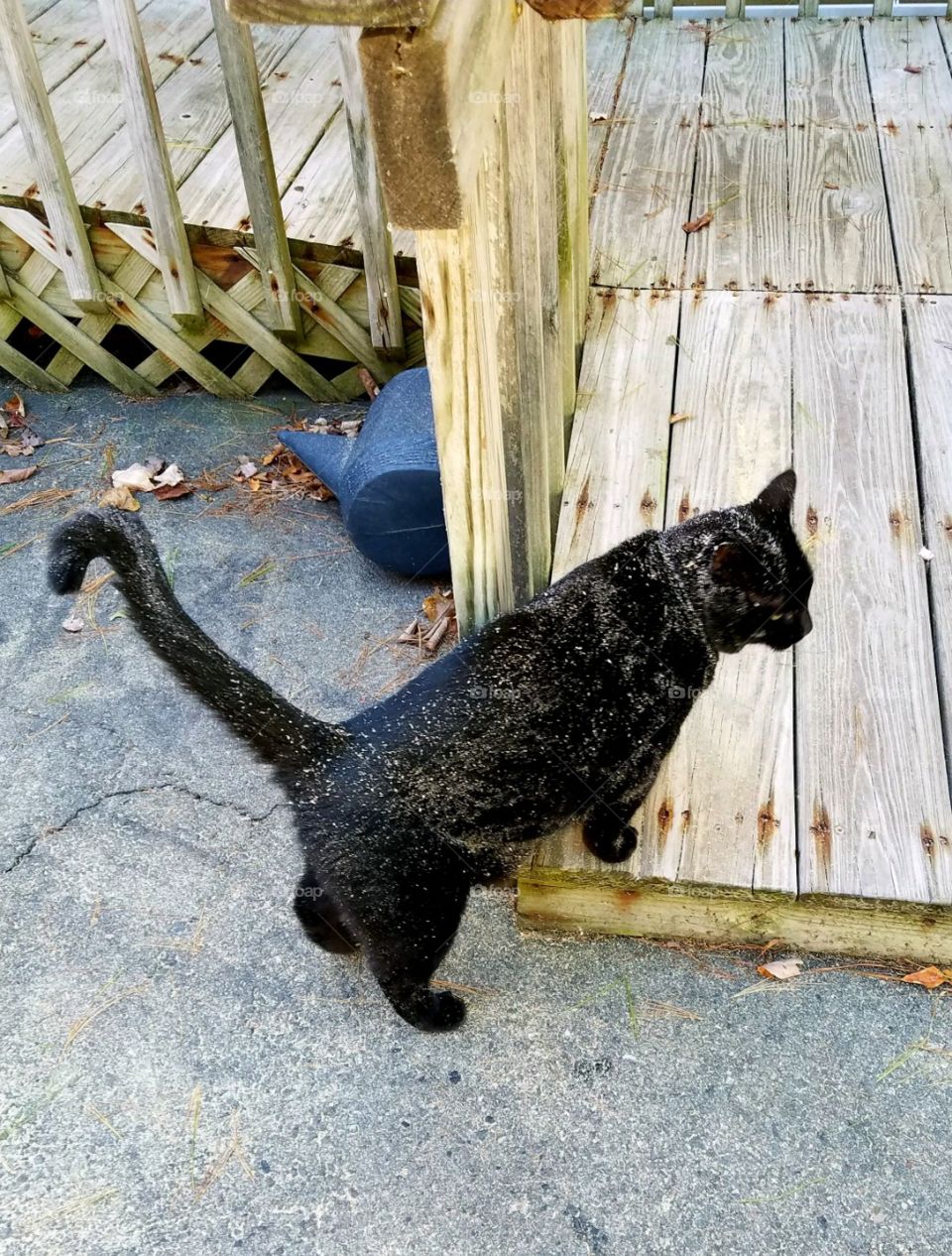Black cat covered in sawdust lol