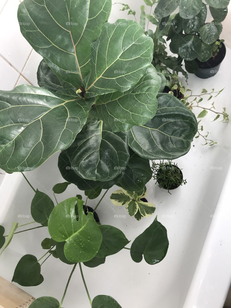 Plant bath