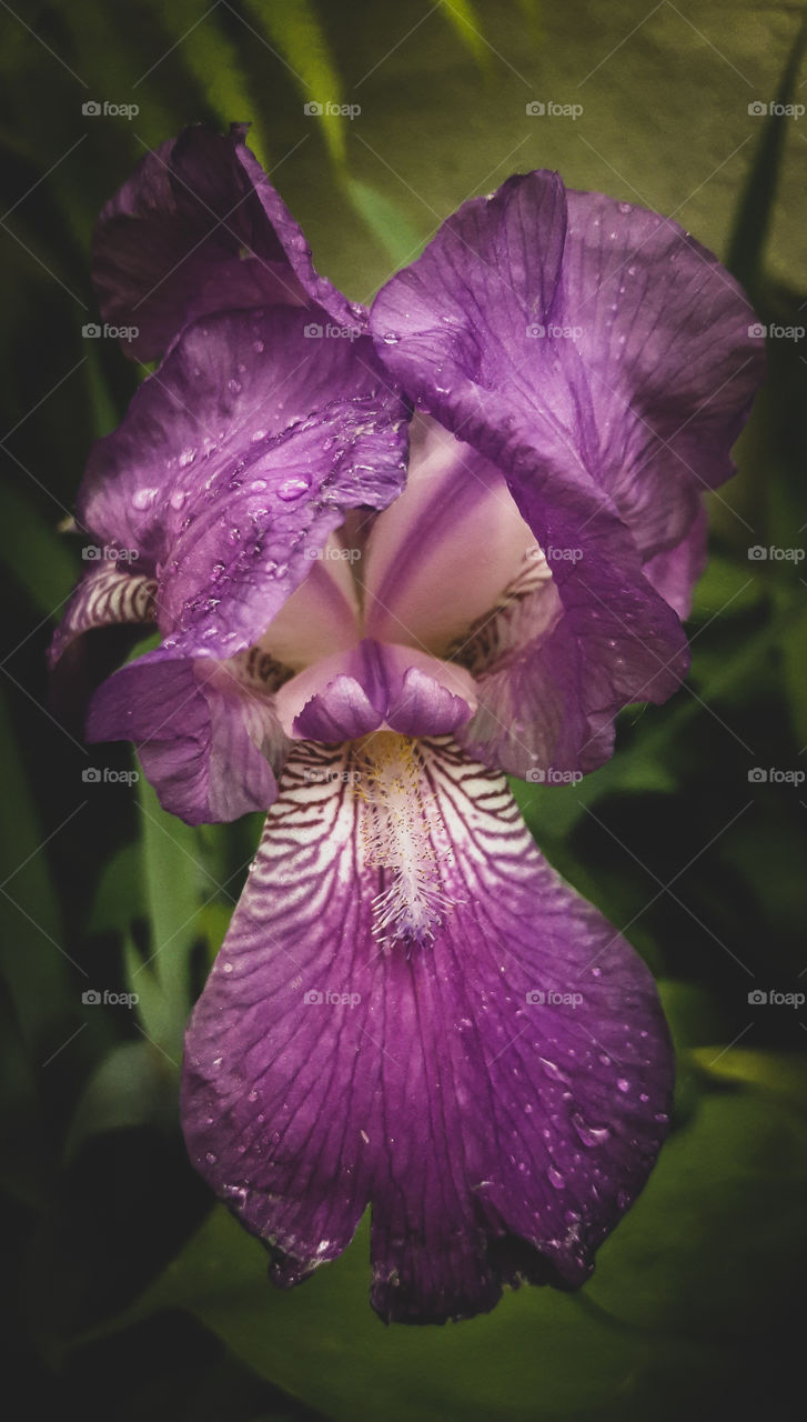 close up of a purple iris, after the rain