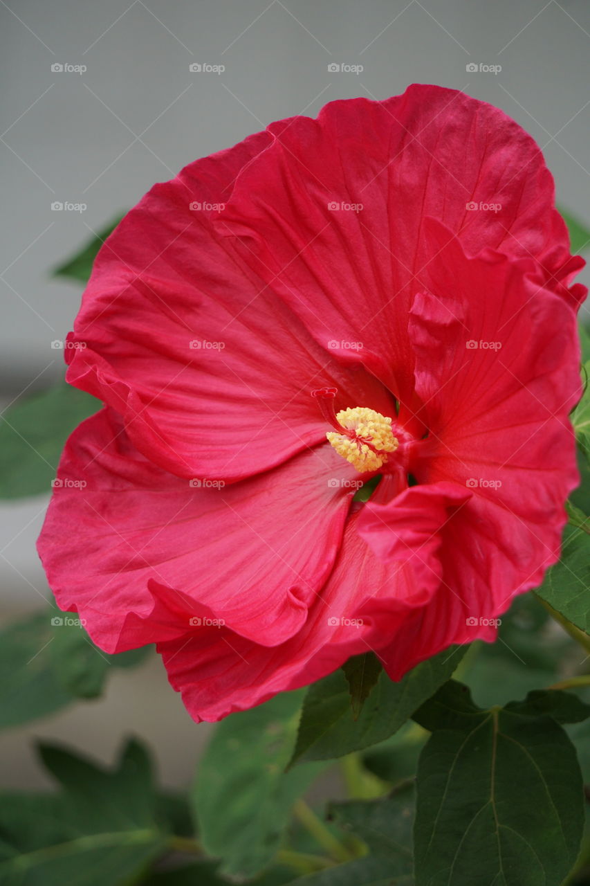 Hibiscus blooms: the epitome of late summer/early fall. 