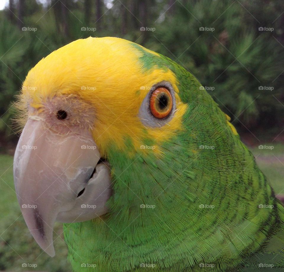 Inquisitive pet Parrot.