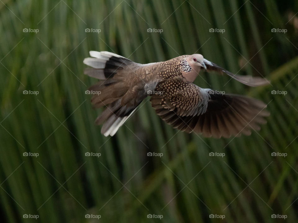 City Dove