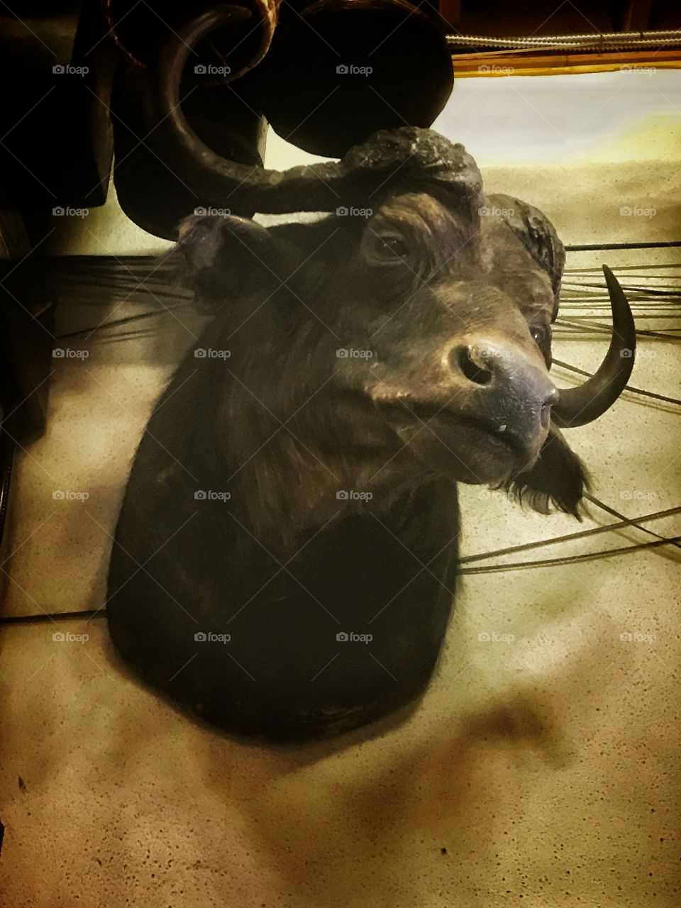 Taxidermy water buffalo head mounted on a wall