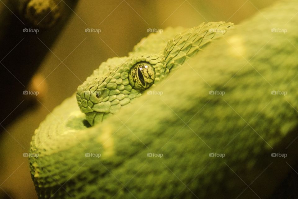 Green snake eyes