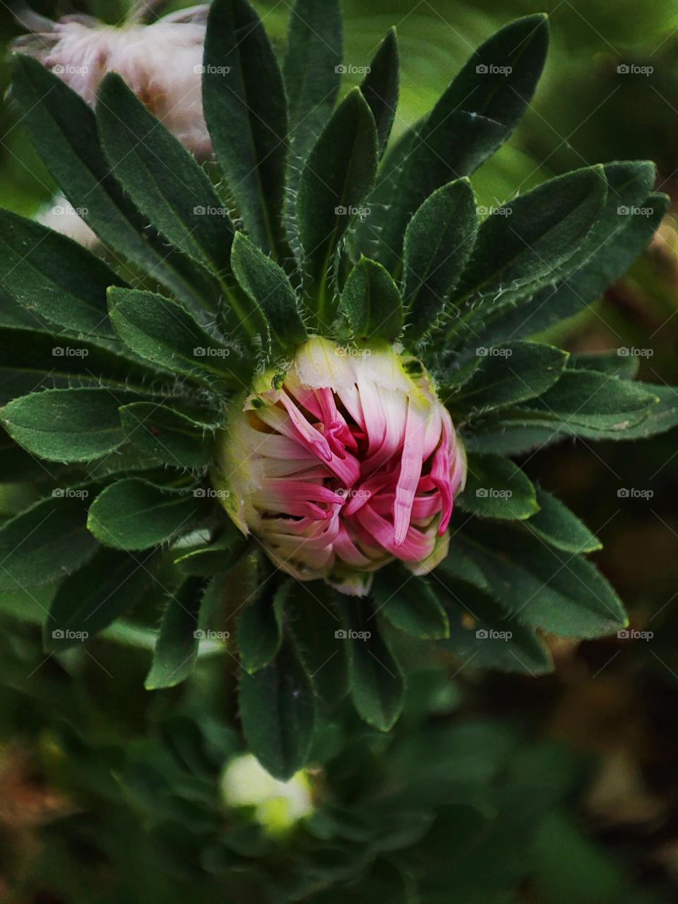 Macro photo of a summer plants