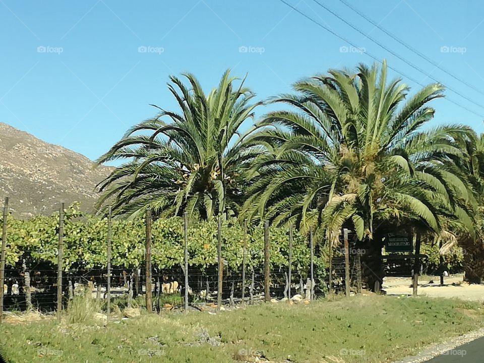 Vinyards Hex valley vinyards CAPE SOUTH AFRICA