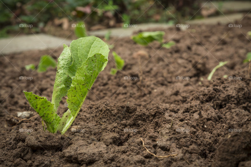 New vegetables growing