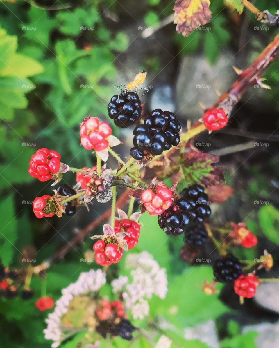 Wild Berries 