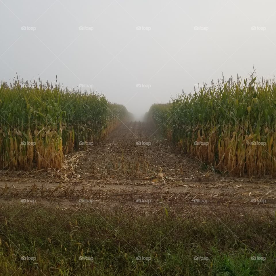 Landscape, Agriculture, No Person, Farm, Field