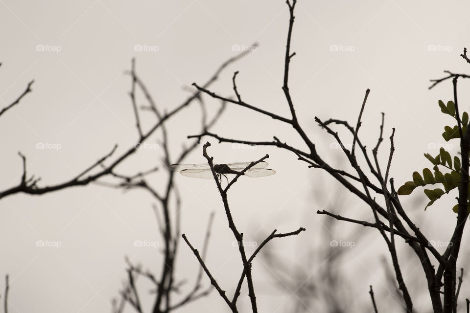 Dragonfly perched on dry branches