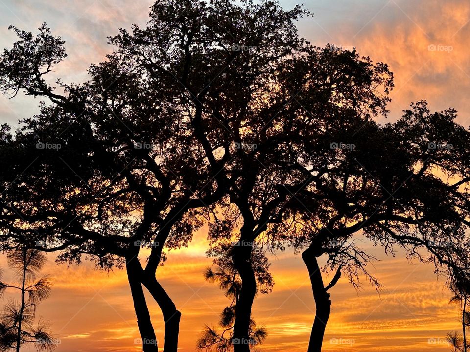 The glowing, descending setting sun gave a warm orange tinge to the sky and cast an iridescent shadow on the ground through an opening of the  trees