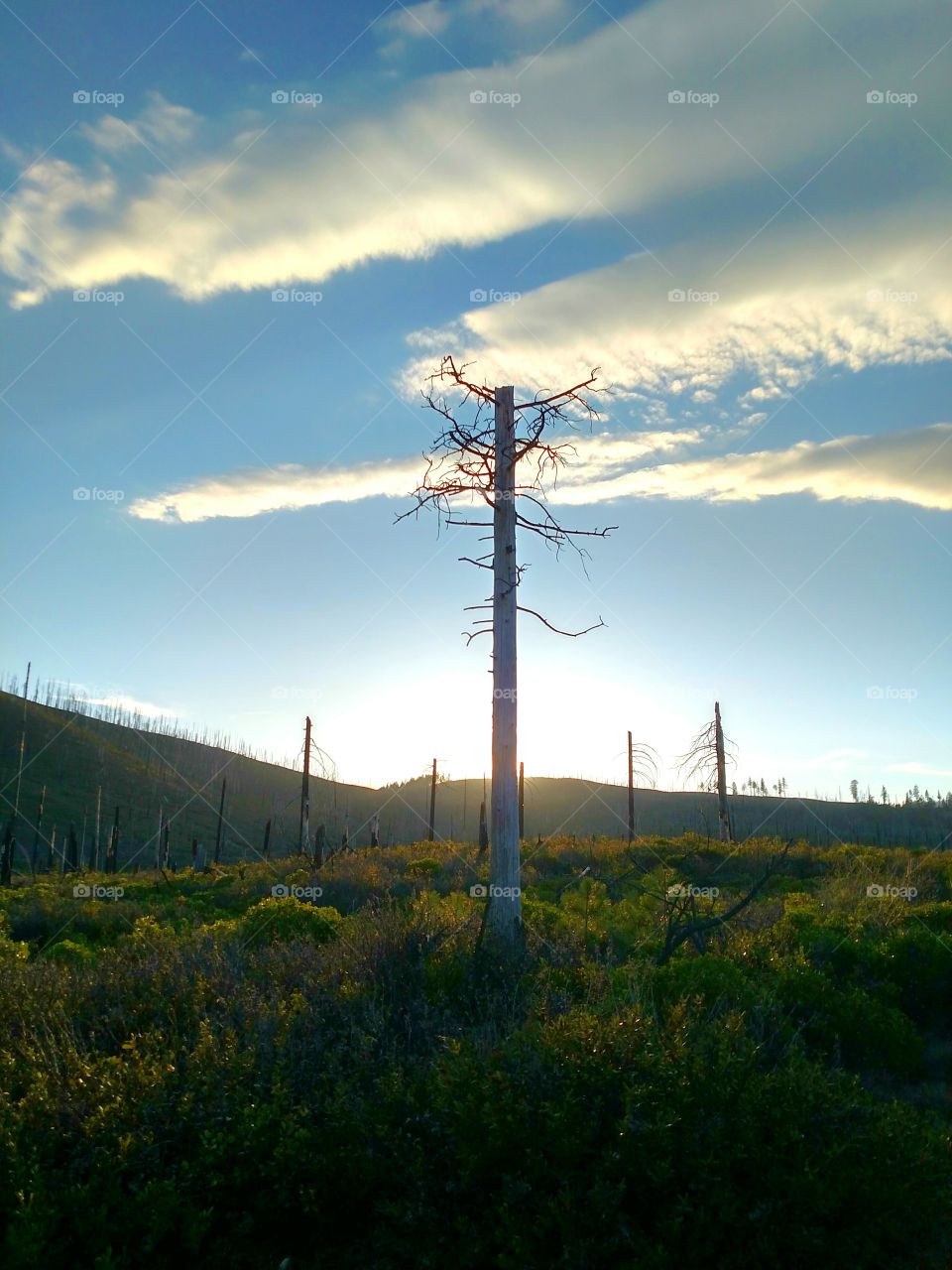 Tree Central Oregon Mountains