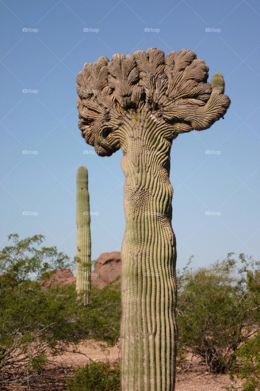 Crested cactus