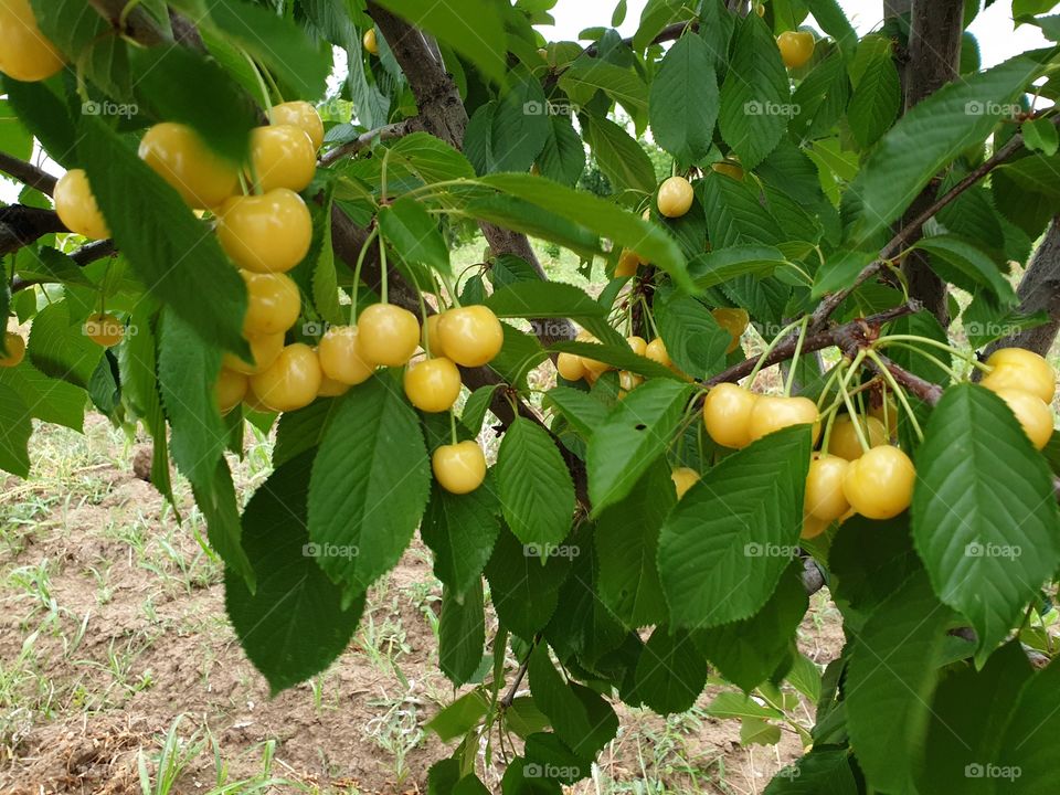 white cherry