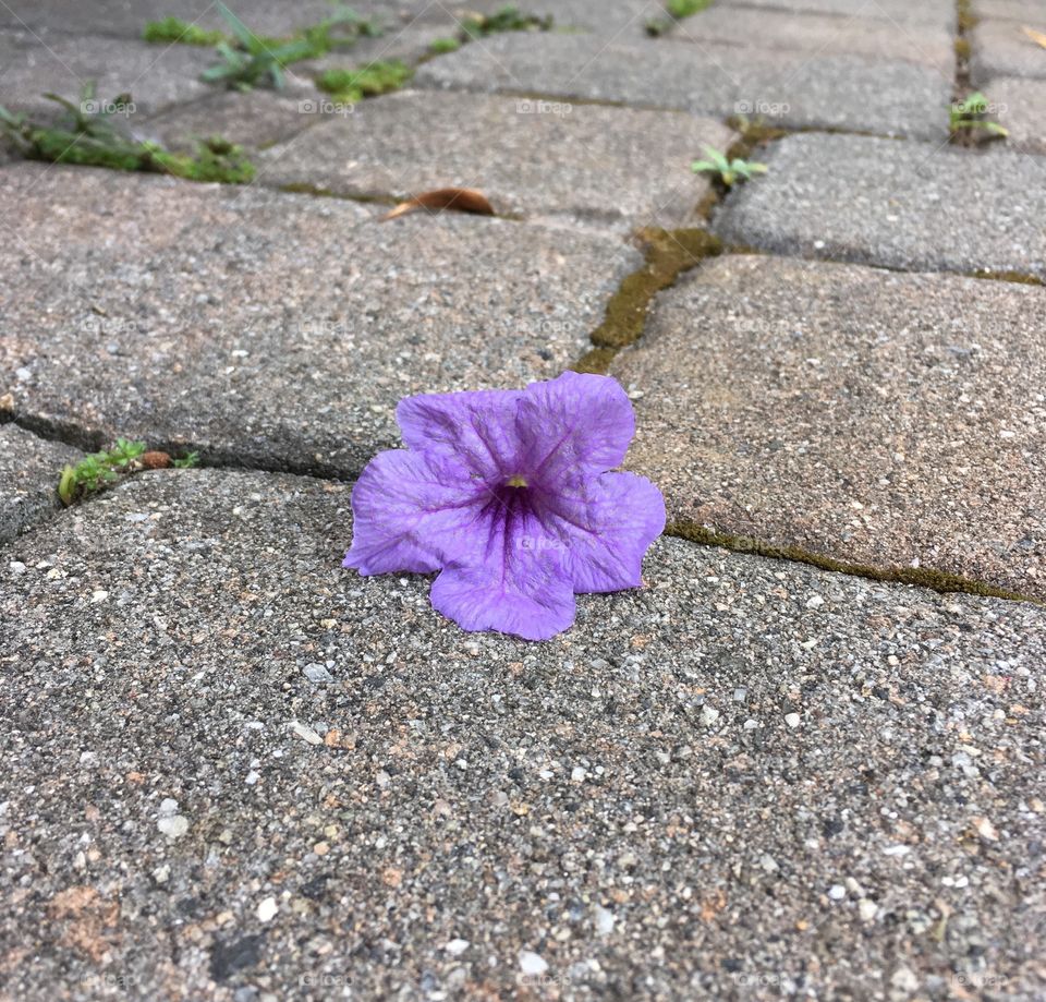Photo of a purple flower on the ground in a zoo in Bermuda. Taken July 27th, 2016. 