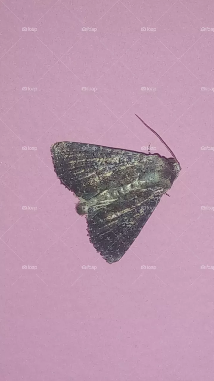 insect