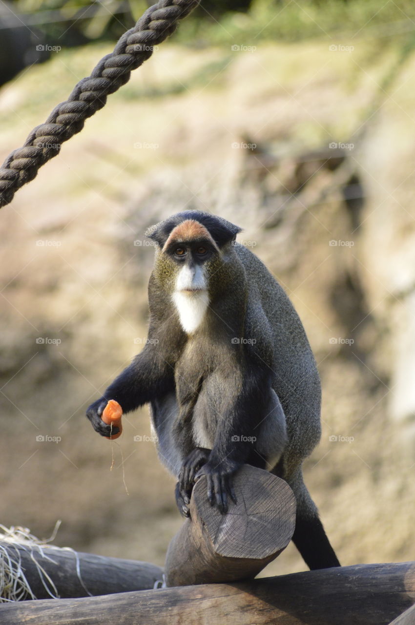 Monkey . Monkey at Zoo eating 