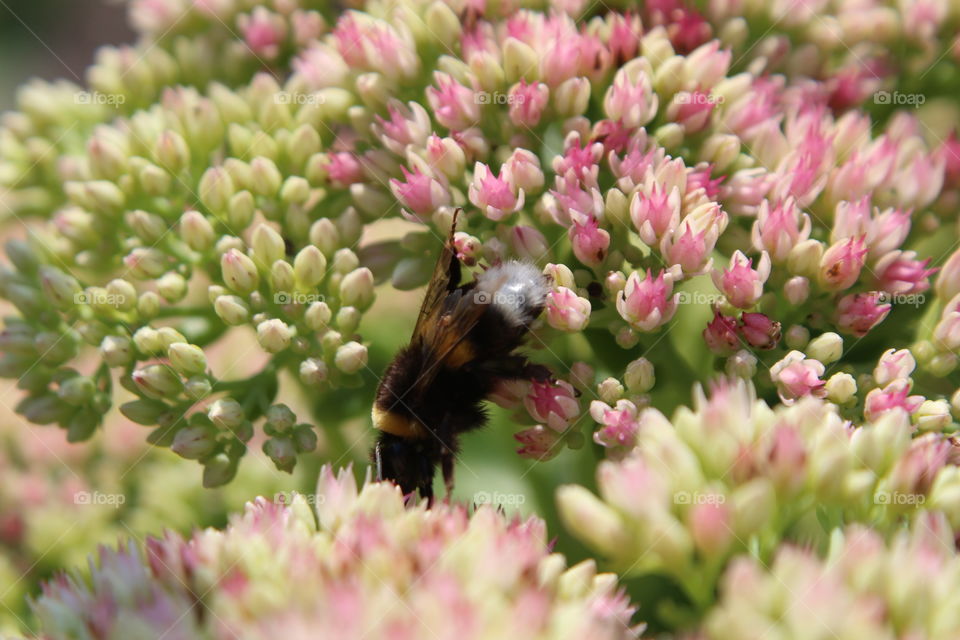 can you see the bumblebee :)