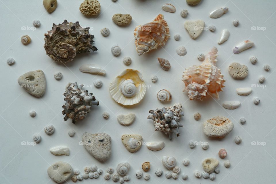 Seashell, Desktop, Collection, Shell, No Person