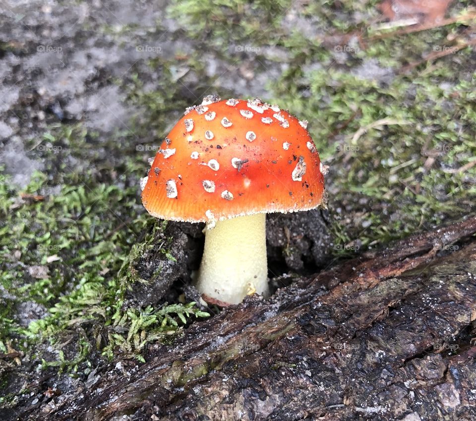 Mushroom 