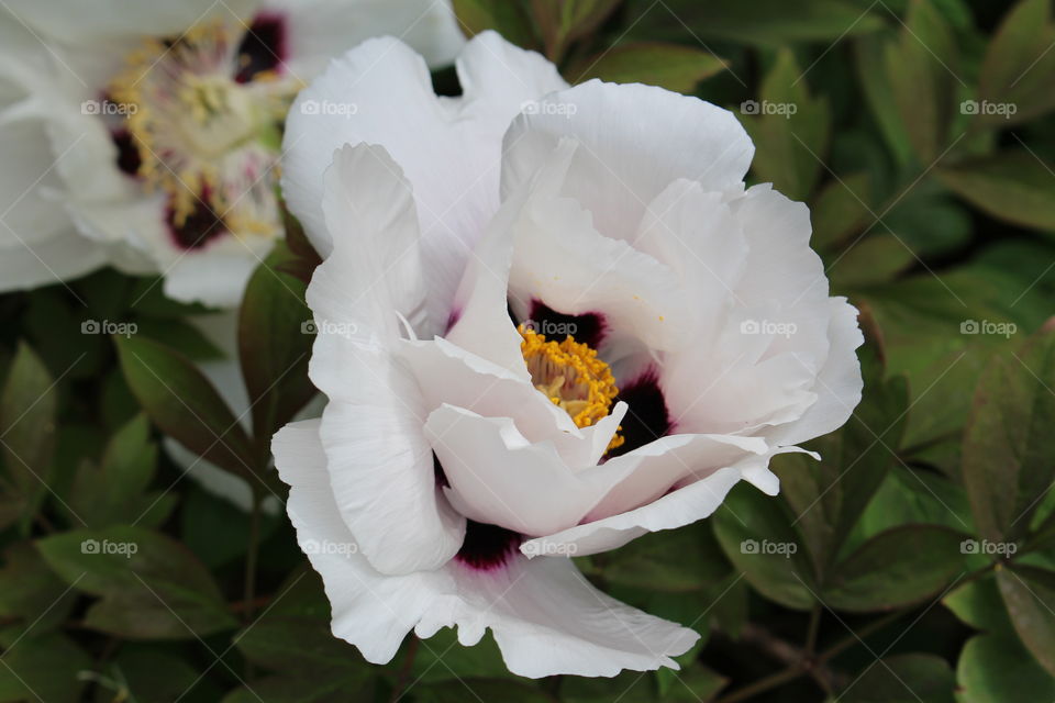 purple delicate exposure