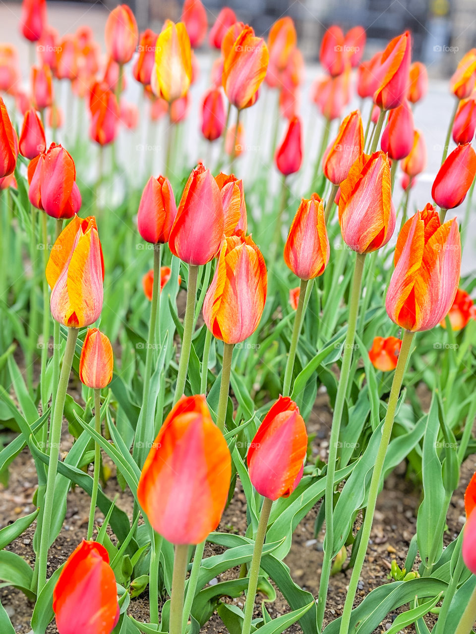 Orange Pink Tulips Close up