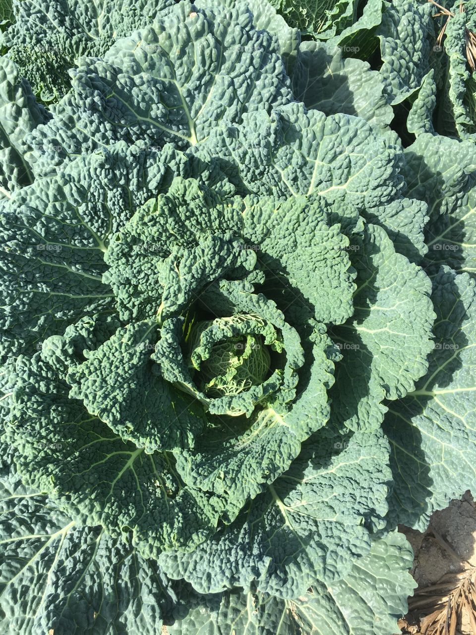 Kale leafs in garden