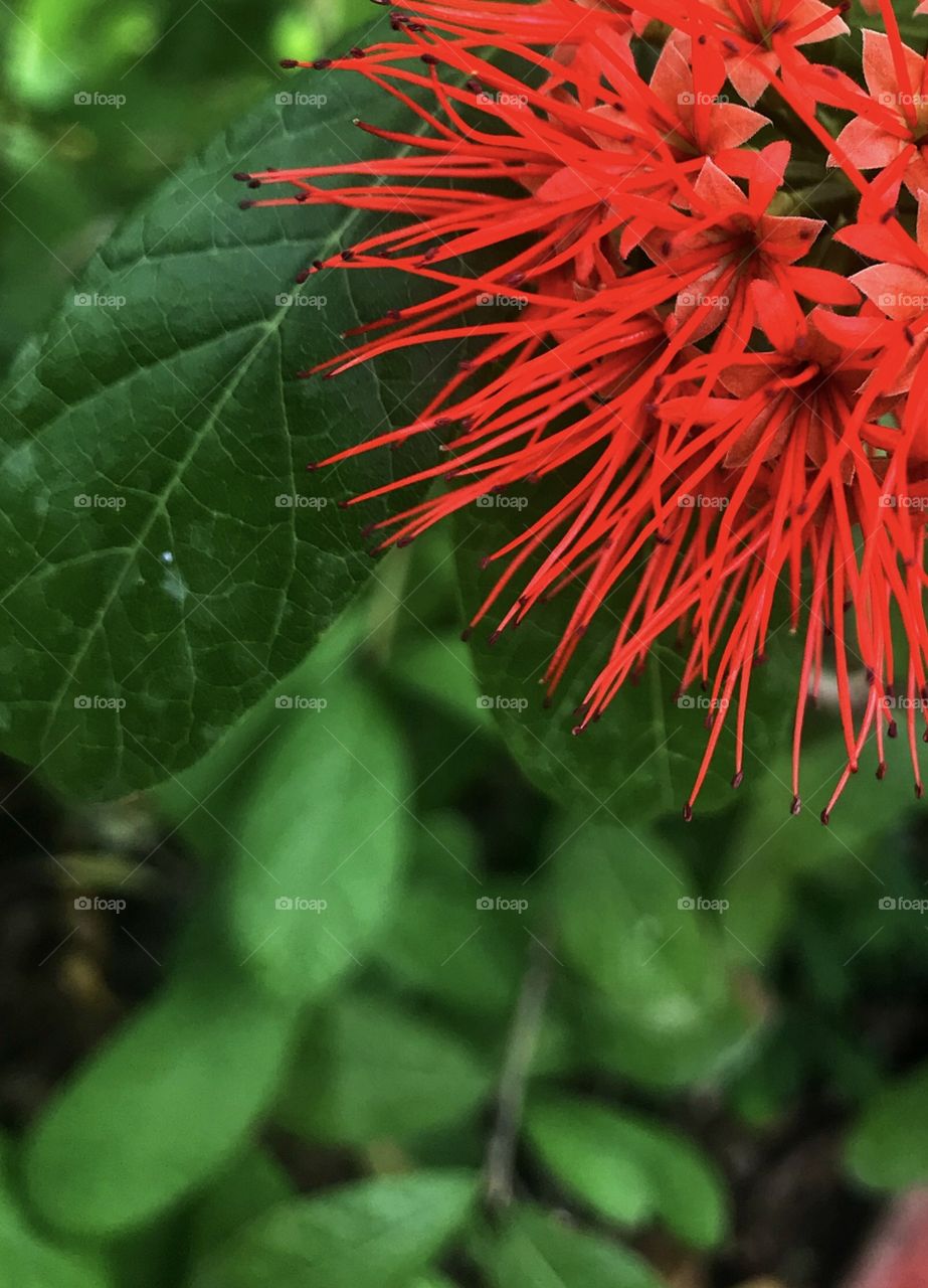 The petals and stamens , minimalist beauty of nature, beautiful flower , green leaf . 