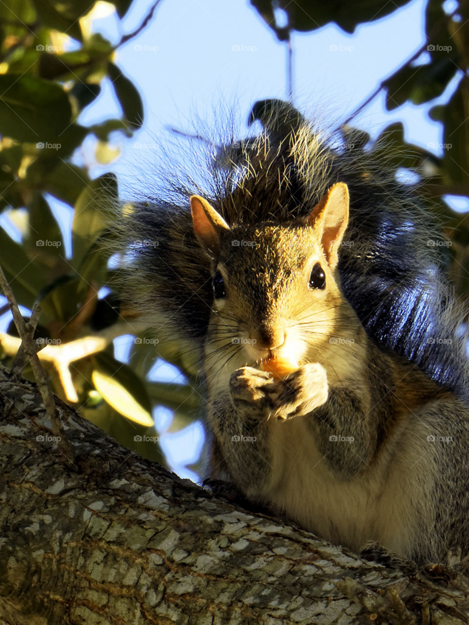 Snacking Squirrel. Eastern Grey Squirrel having a snack up in a tree