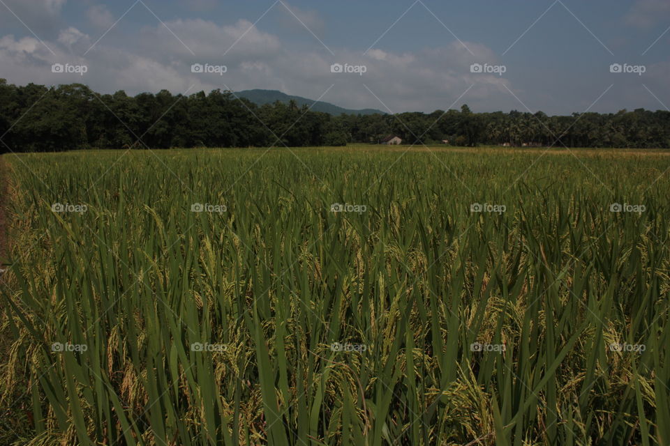 A farm in nice weather