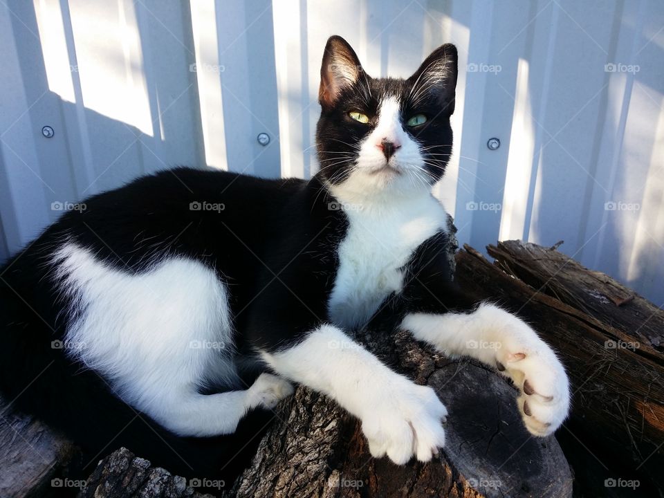 Black and white cat kitten sitting on fire wood outside