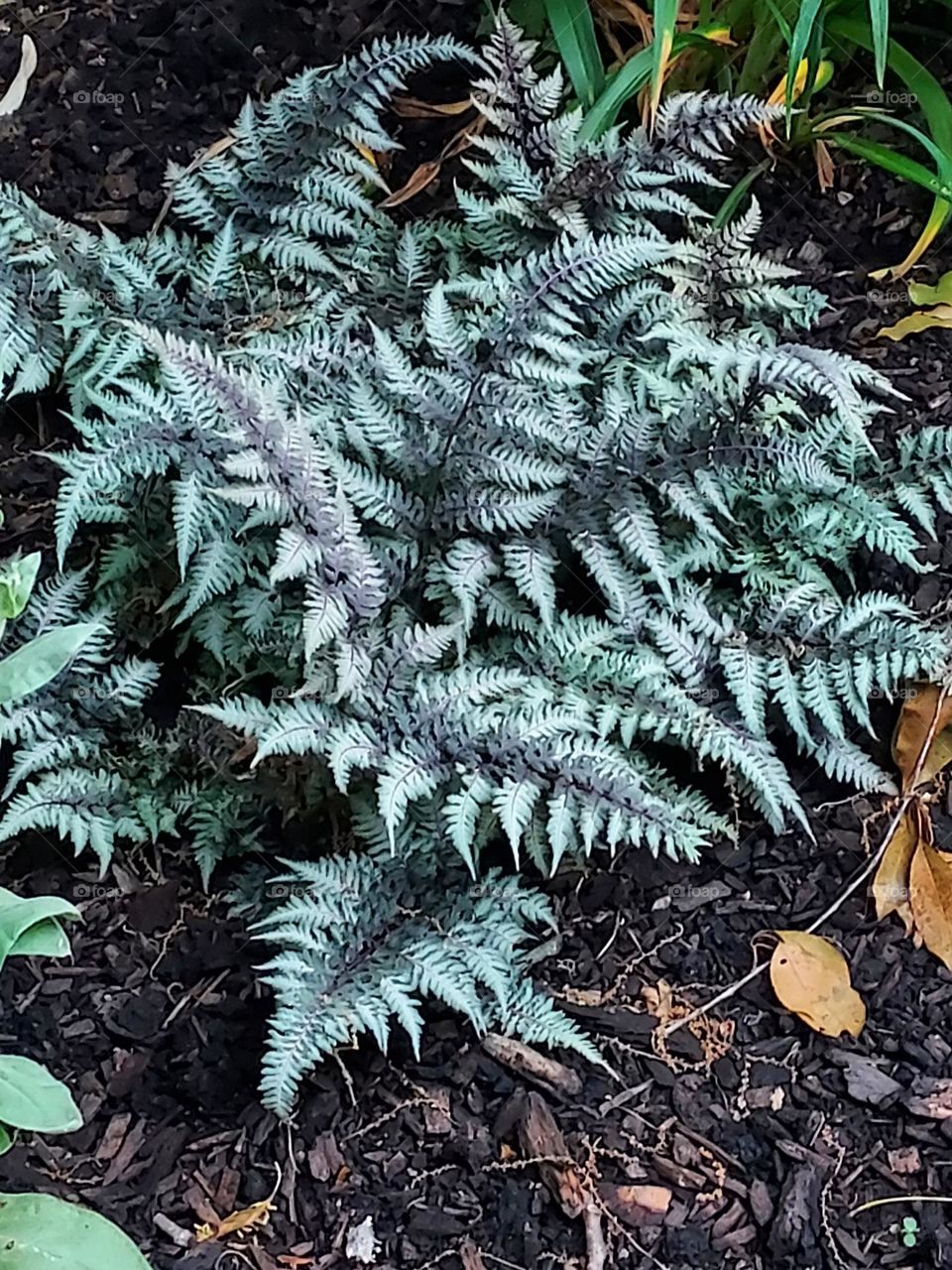 Japanese Painted Fern