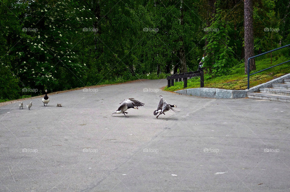 birds zoo parents protective by razornuku