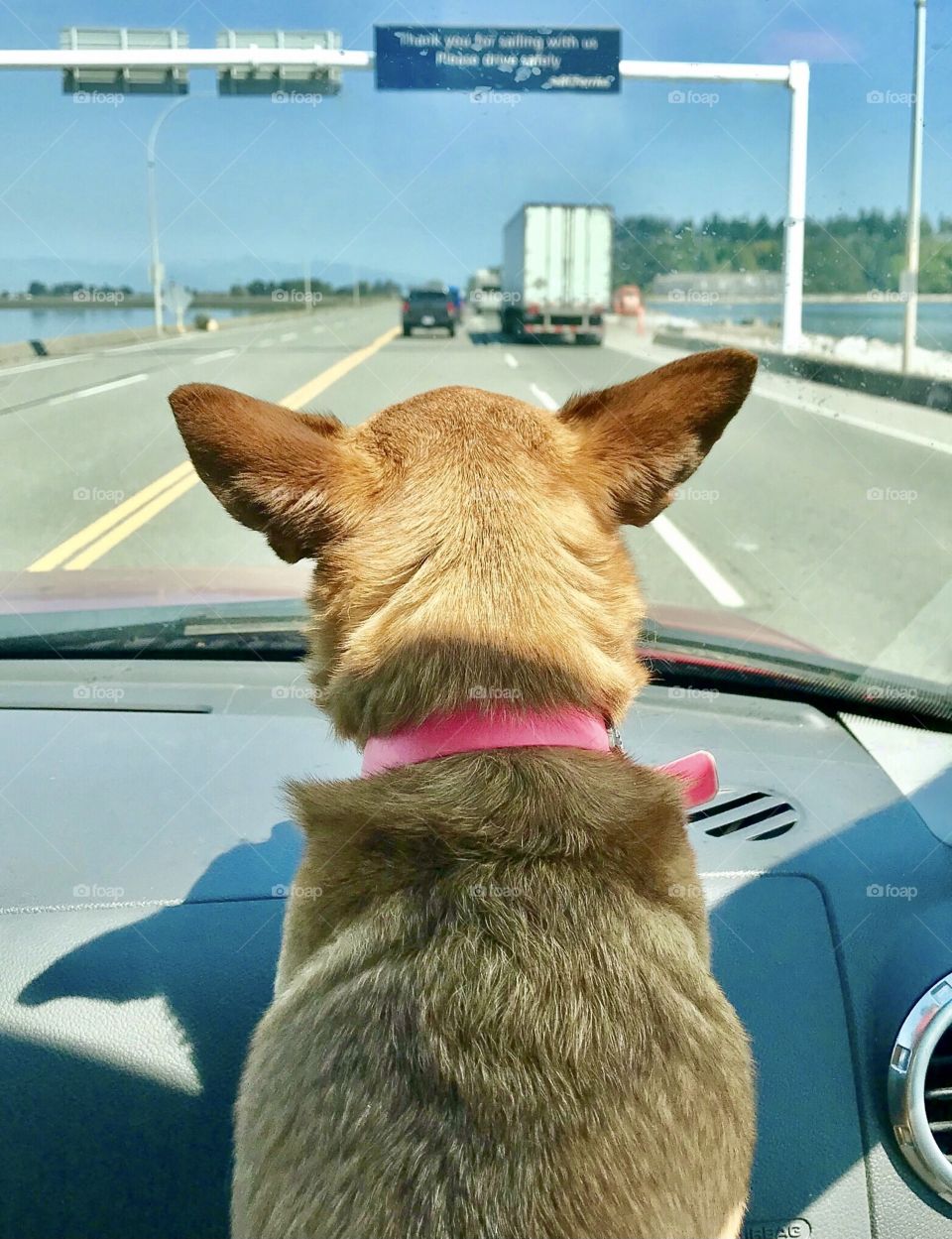 Chihuahua dog heading down the highway 