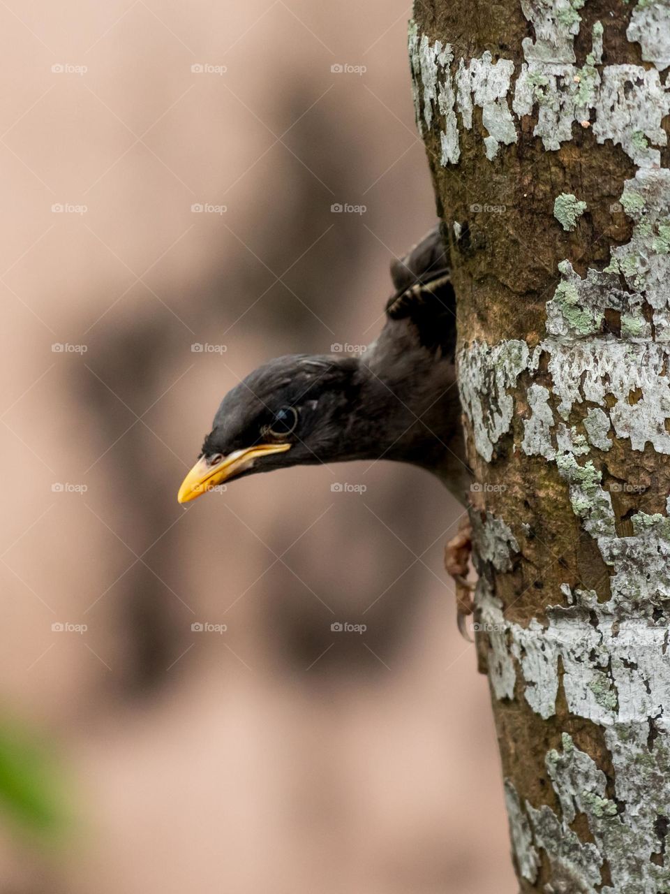 Jungle Myna