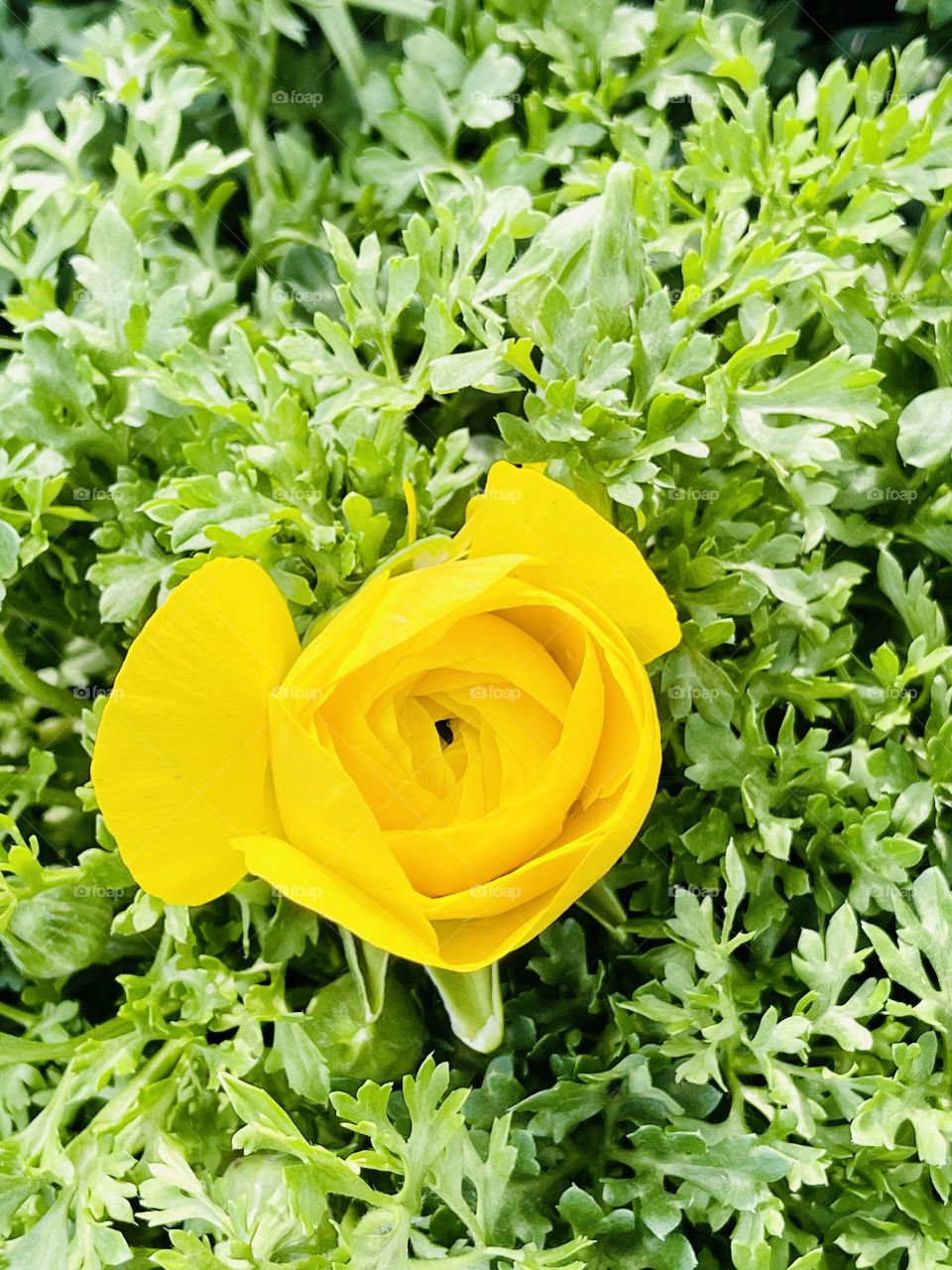 Close up shot of yellow Rose with greens 