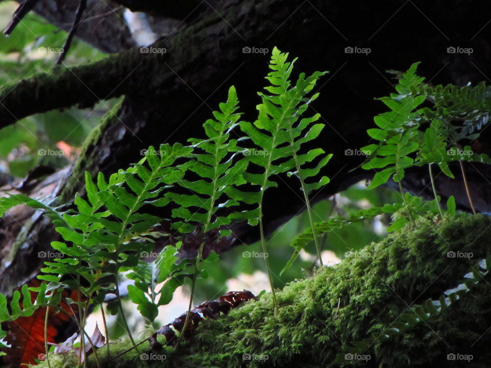 new growth of ferns on a mossy branch