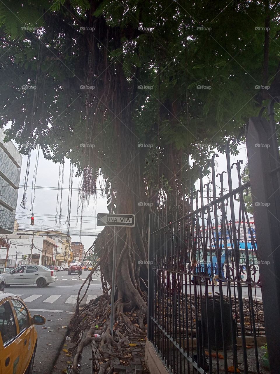 árbol de raíces increibles