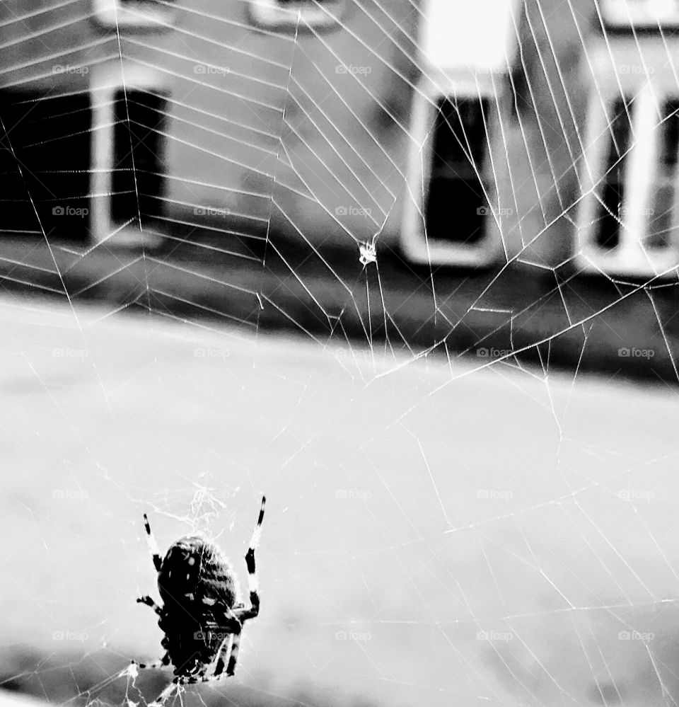spider in web