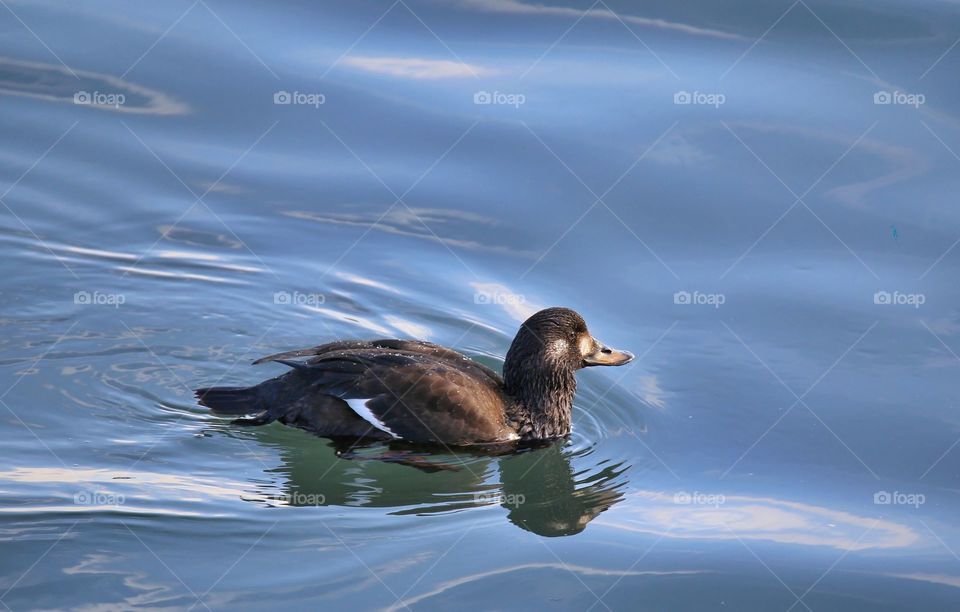 Velvet scoter swimming in water