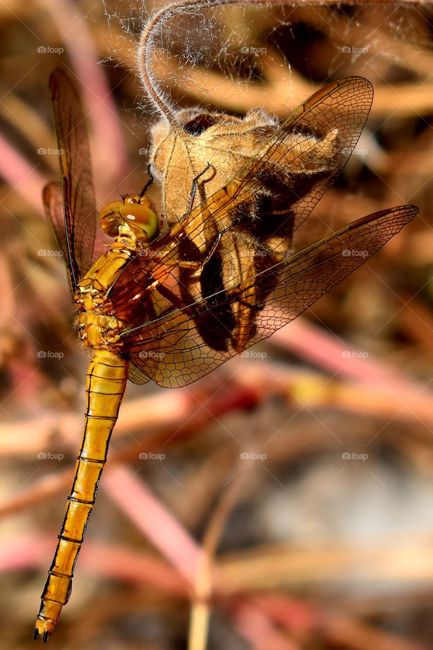 Dragonfly