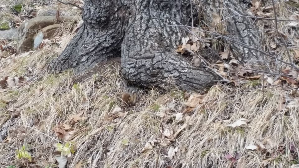 gopher eating an acorn