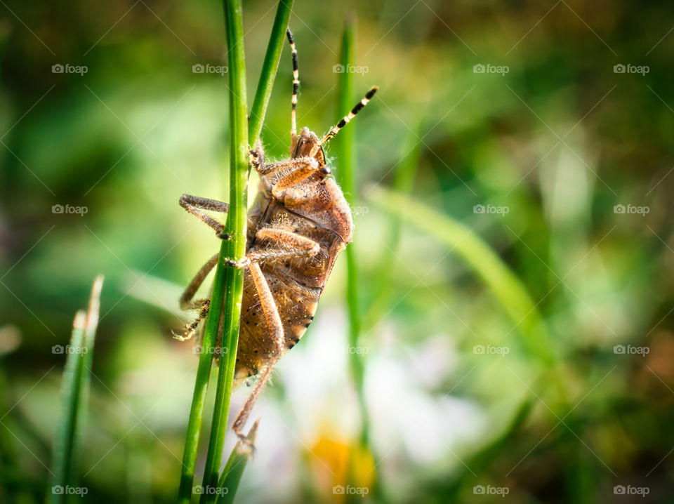 Mottled shieldbug